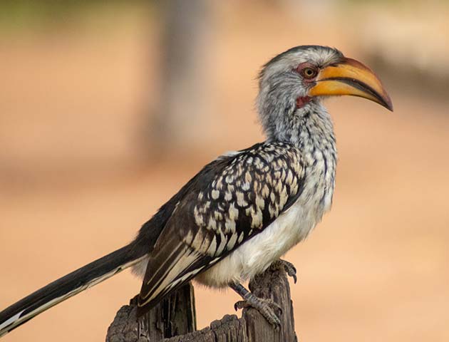 Pilanesberg National Park