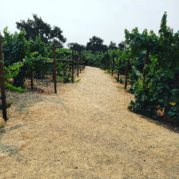 Vineyards in San Luis Obispo County