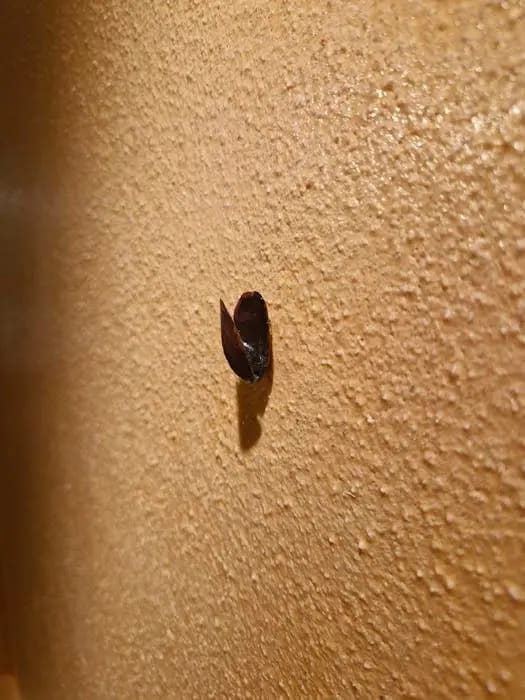 Ambition (La moule d'un million)