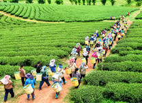munnar