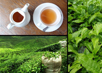 munnar2