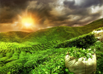 sightseen-munnar