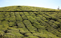 munnar-thekkady