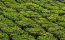 munnar-thekkady3