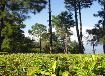 Kausani2