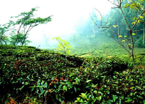 delhi-kausani1