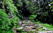 Mcleodganj-Triund