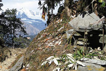 Loharkhet-khati