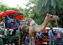 Delhi-Pushkar4