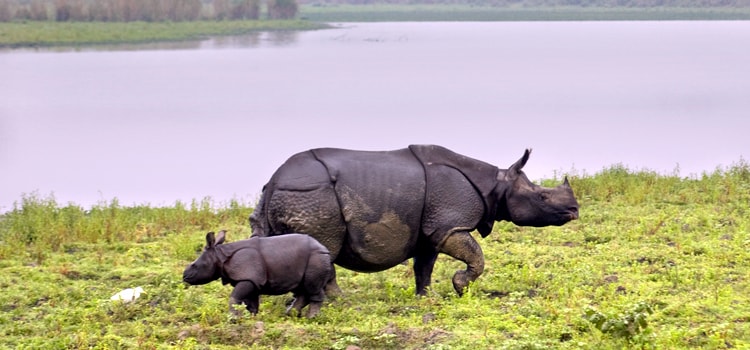 Assam-Slider