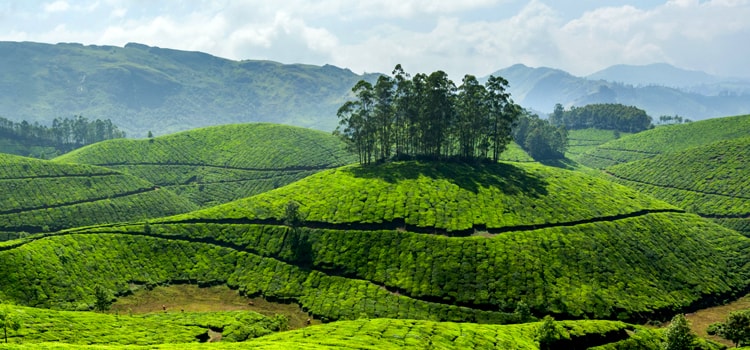 Munnar-Packages