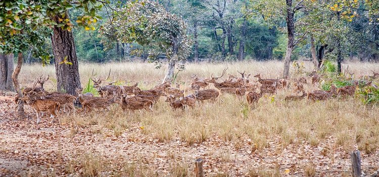 Bandhavgarh