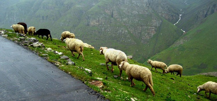 chopta-camping-tour
