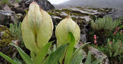 roopkund3.1