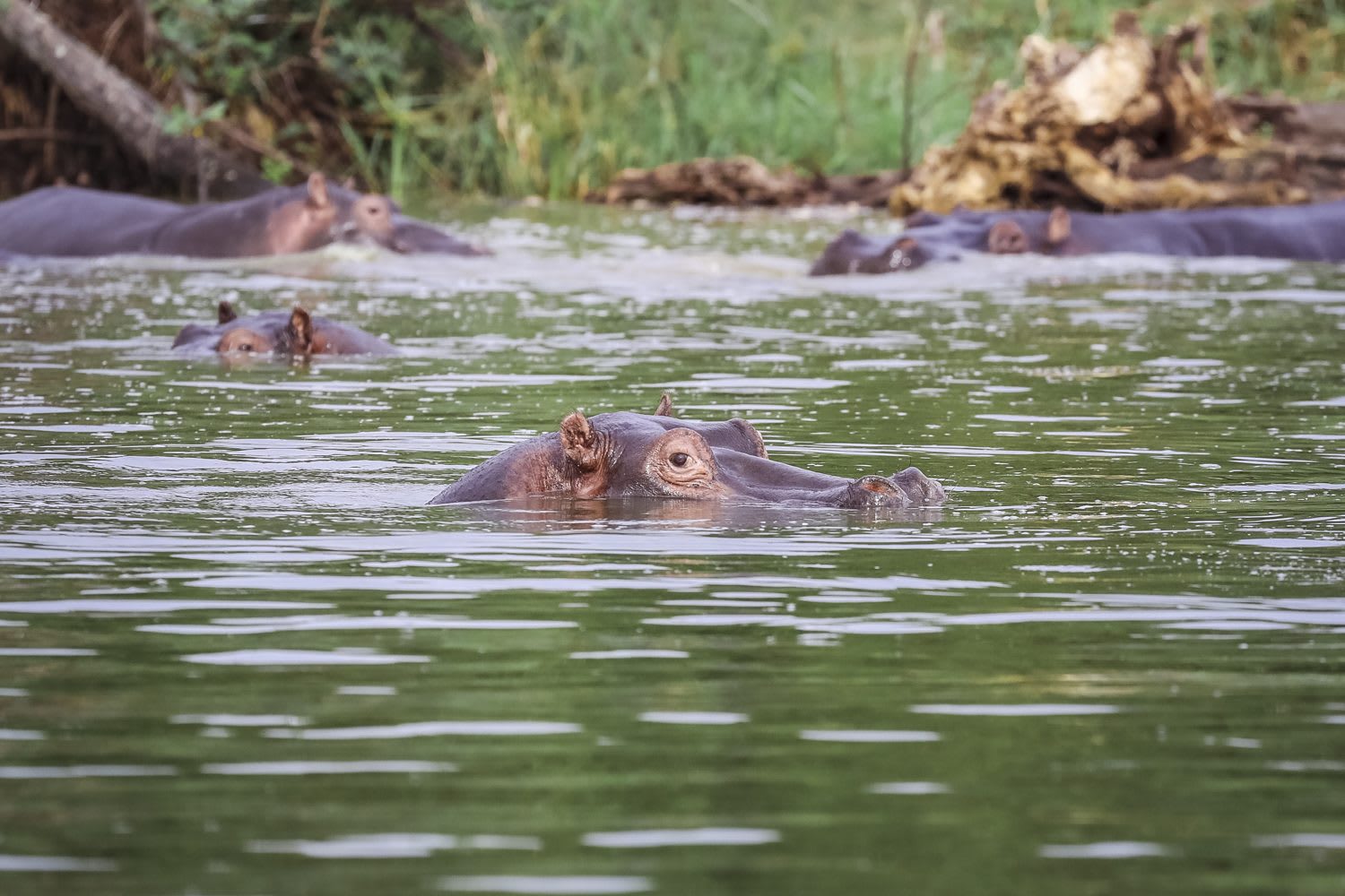 2 Days Akagera Safari