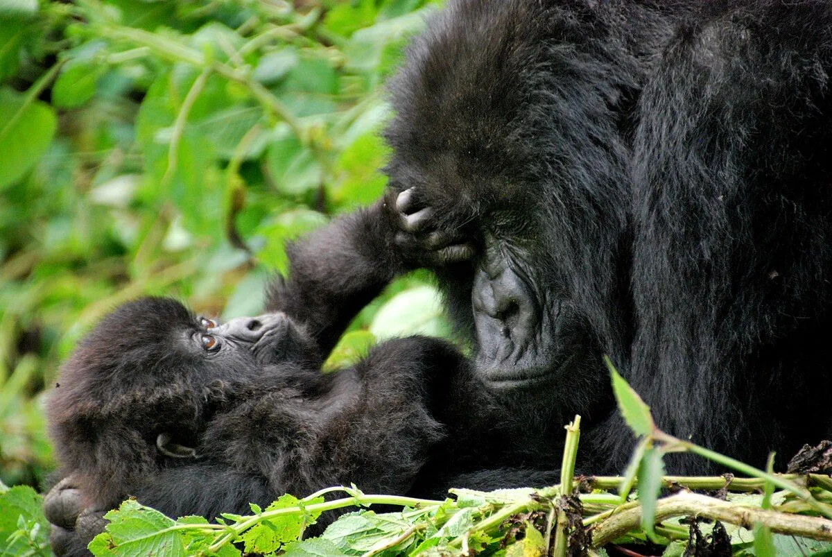 Rwanda
