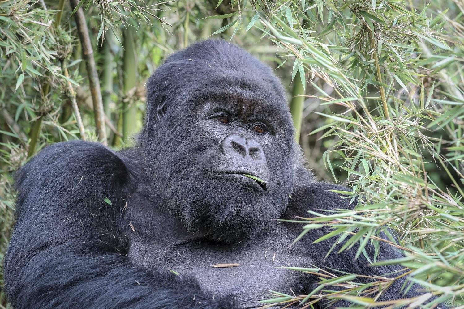 The Ultimate Guide to Gorilla Trekking in Rwanda