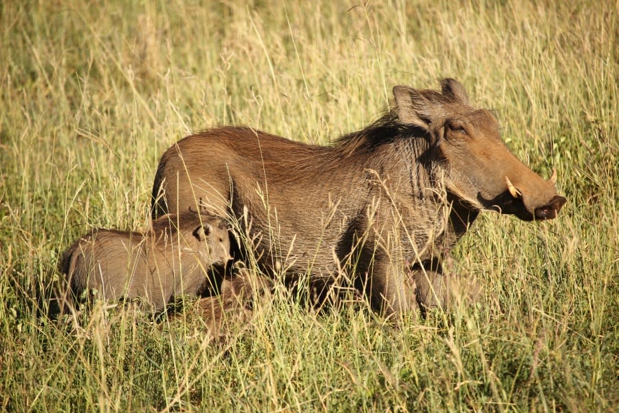warthog-southafica