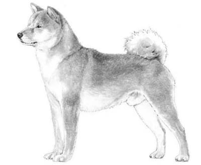 Physical Characteristics - Shiba Inu