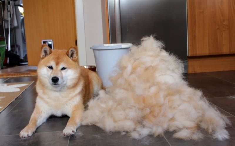 Shiba Inu Shedding