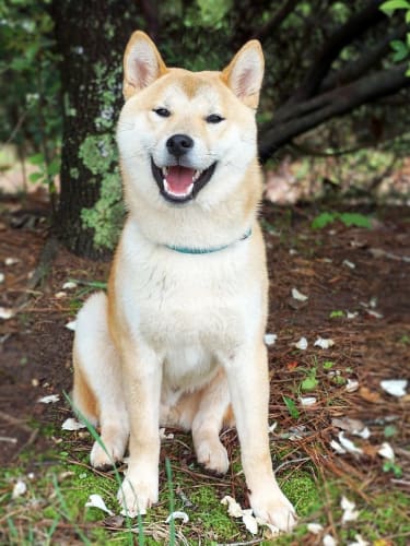 Shiba Inu History