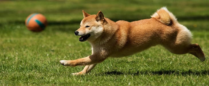 Shiba Inu Exercise