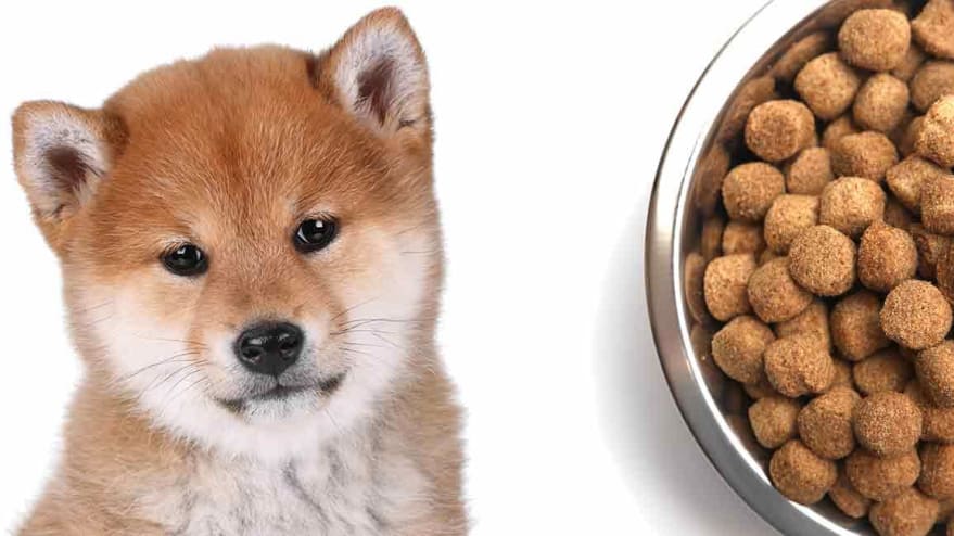 Shiba Inu Nutrition