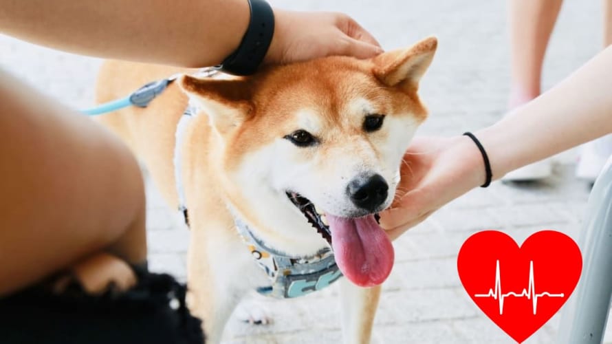 Shiba Inu Health Concerns