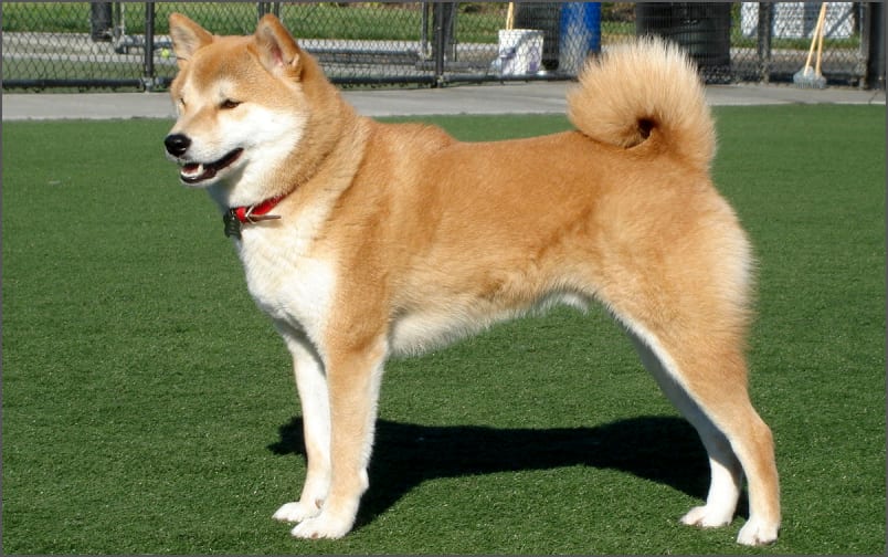 Introduction to the Shiba Inu