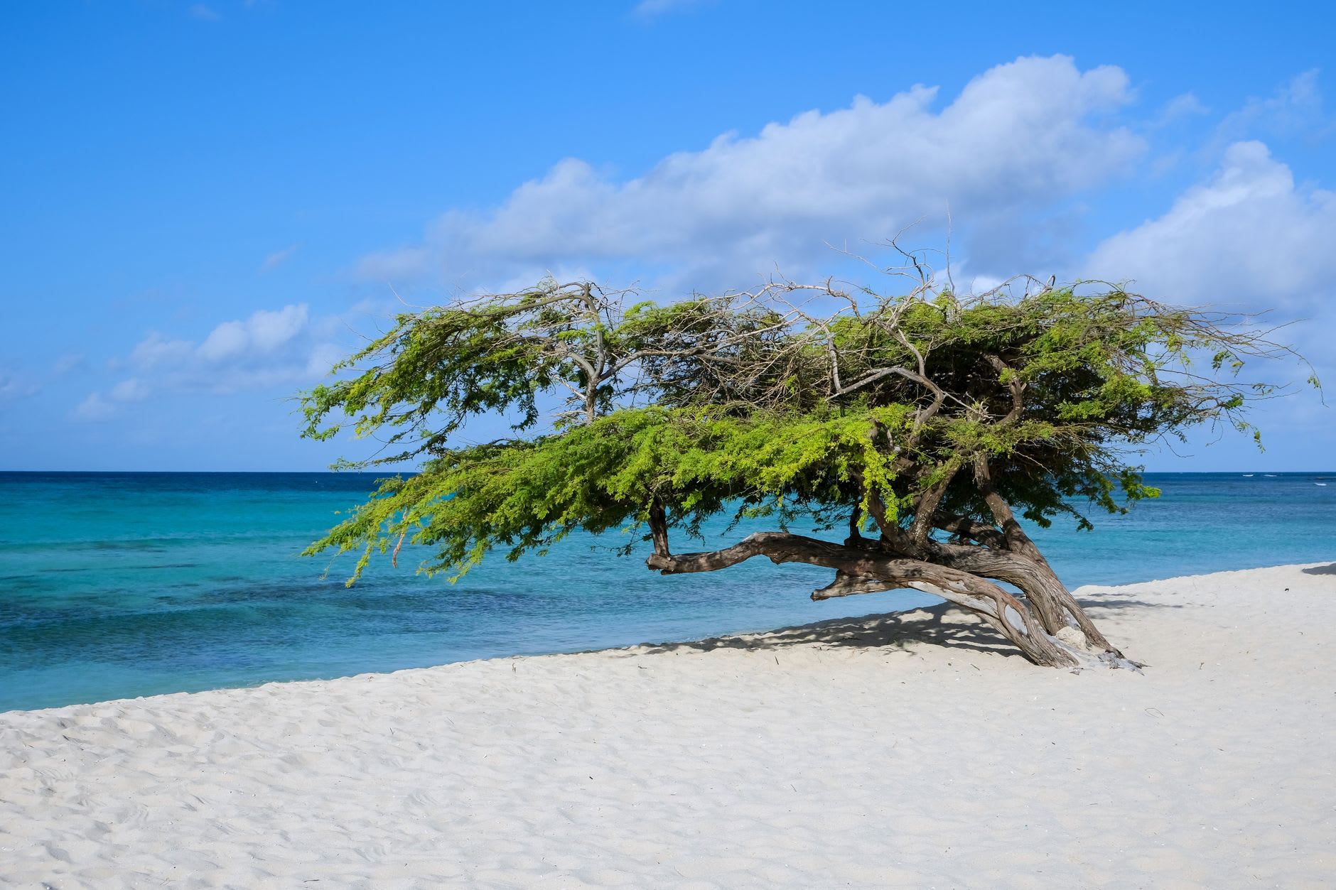 Arbre divi-divi couché par le vent sur une plage de sable blanc devant une mer turquoise