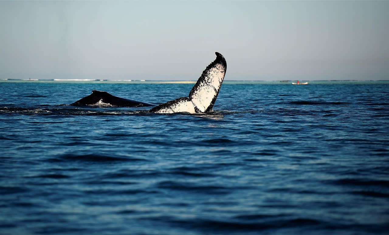 Deux baleines à bosse en surface dans une eau turquoise, l’une dressant sa nageoire caudale marbrée de blanc, petit bateau au loin