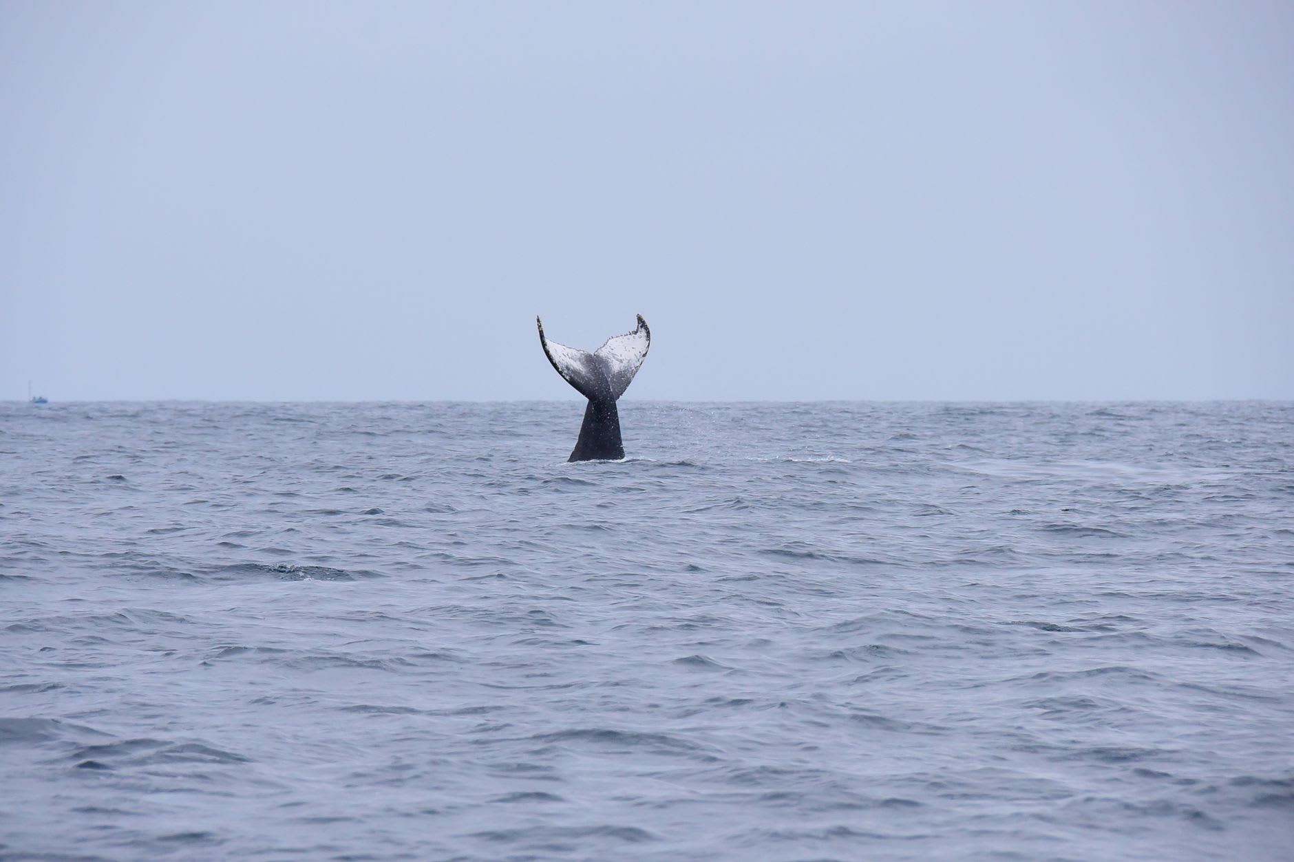 Nageoire caudale de baleine à bosse dressée au-dessus d’une mer grise et calme sous un ciel couvert