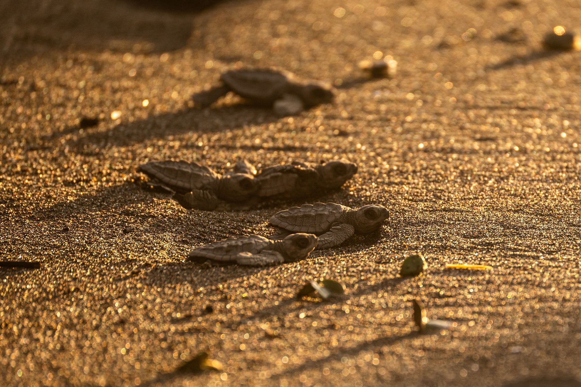 Plusieurs bébés tortues rampant sur le sable sombre vers la mer à la lumière dorée du soir