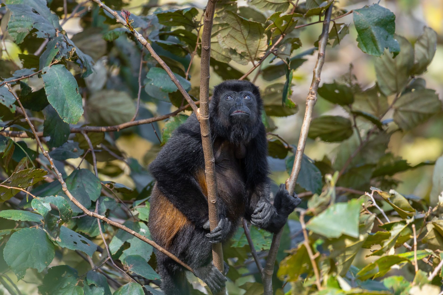 Singe hurleur noir agrippé à une branche au milieu d’un feuillage vert dense et humide
