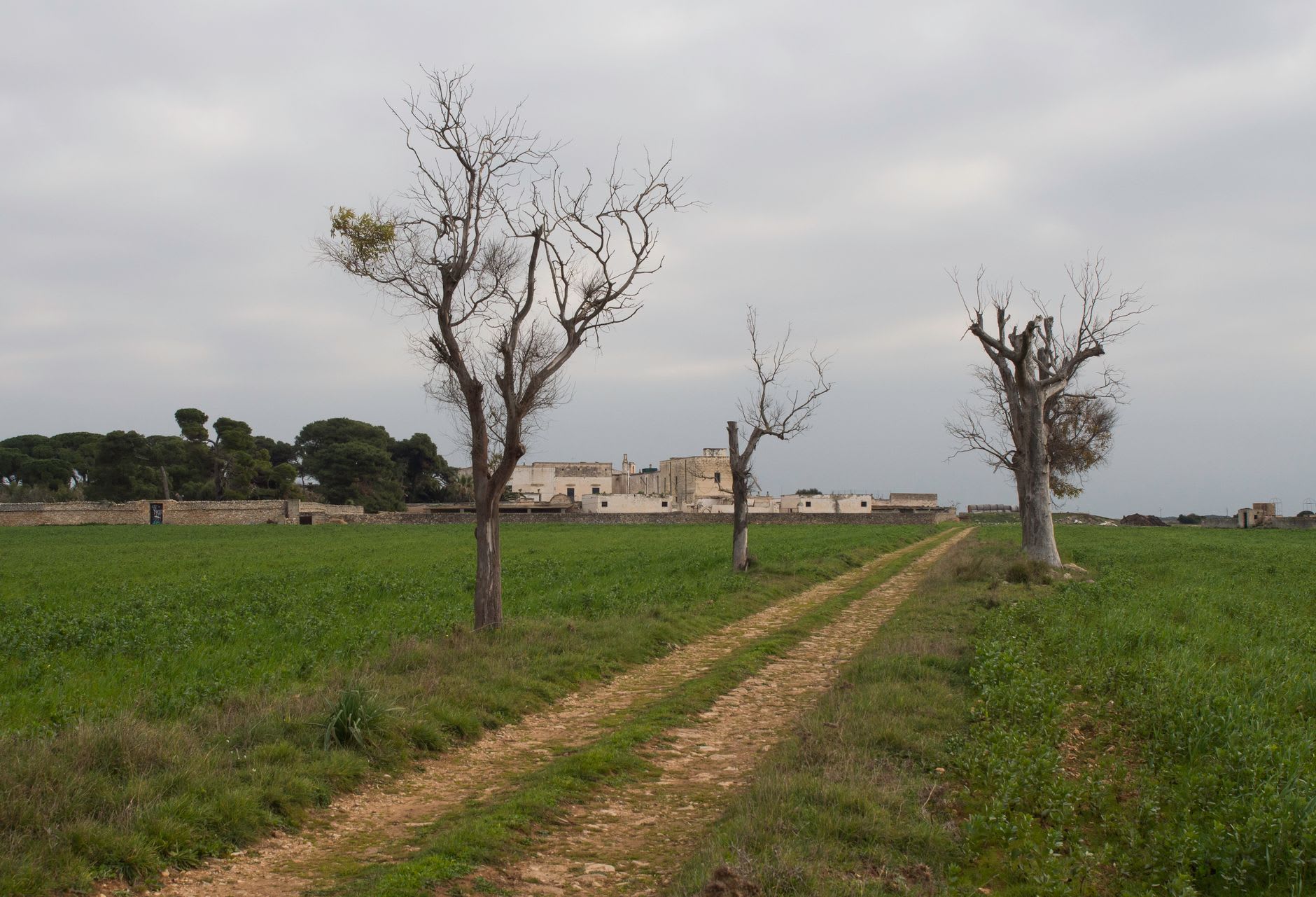 Trois troncs morts sans feuilles debout dans un champ vert, muret de pierre sèche et bâtiment de ferme au fond