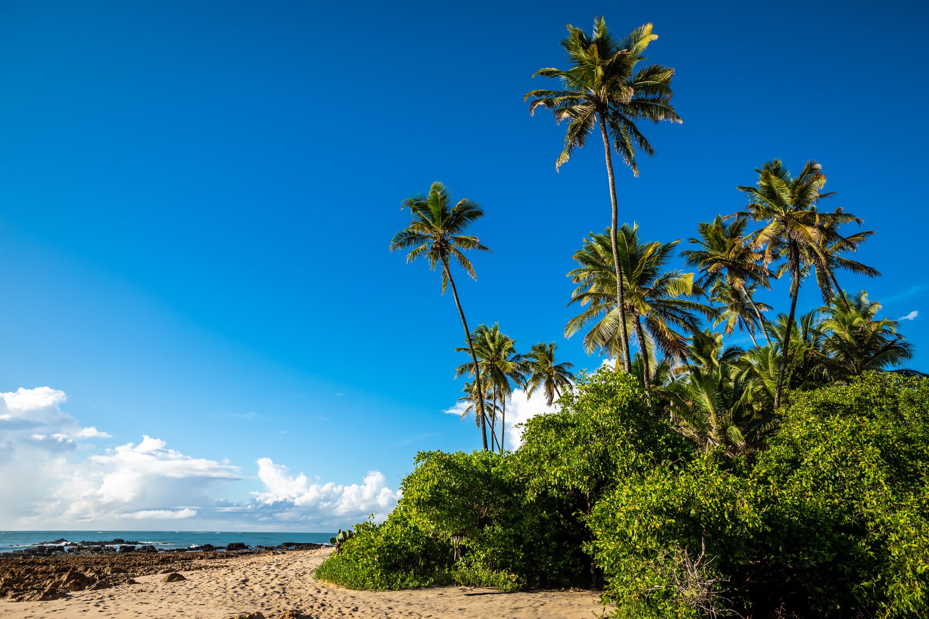 Cocotiers penchés et végétation verte en bord de plage, mer turquoise et gros nuages blancs au loin