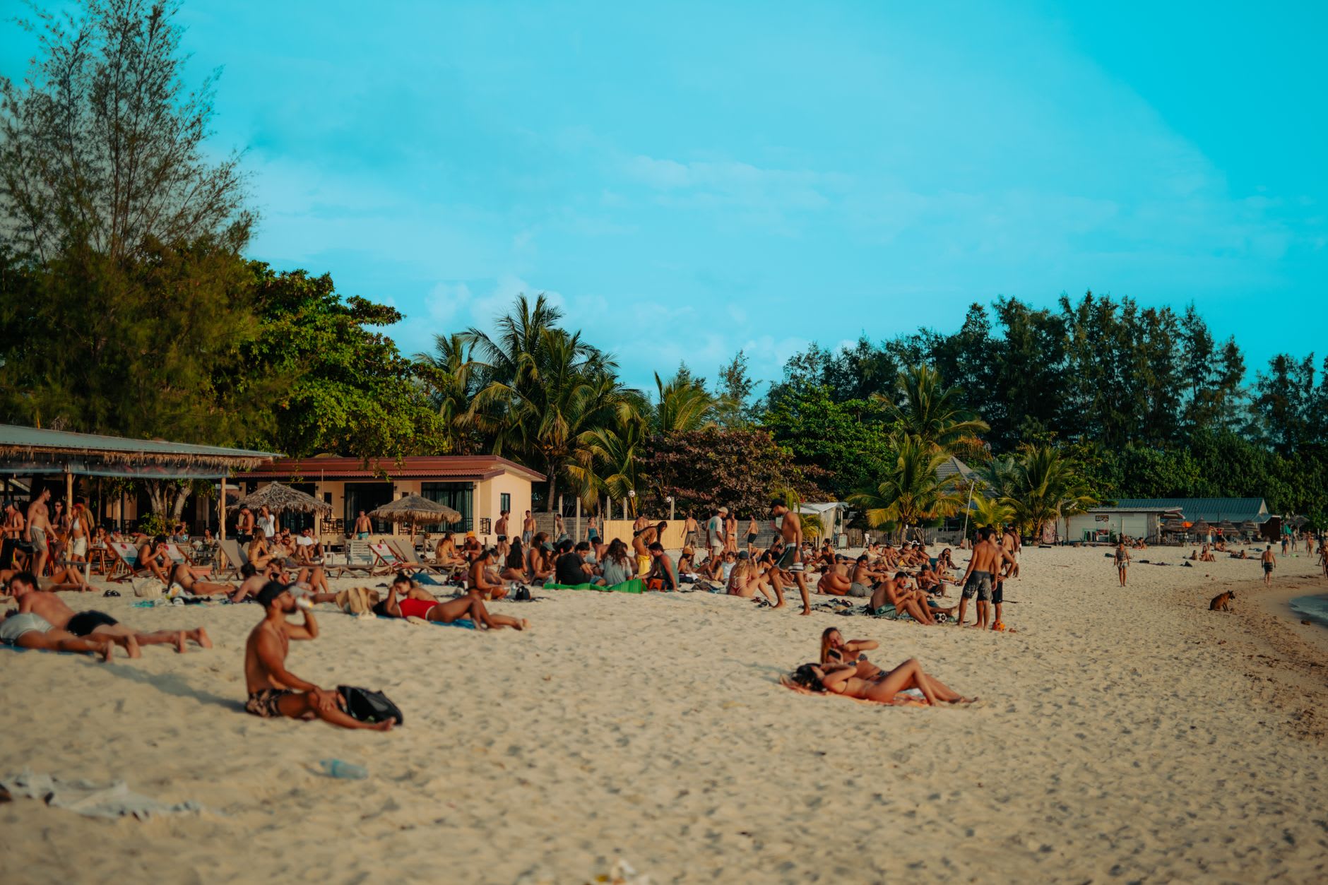Plage tropicale bondée en fin de journée, nombreux vacanciers allongés sur le sable devant cocotiers et paillote