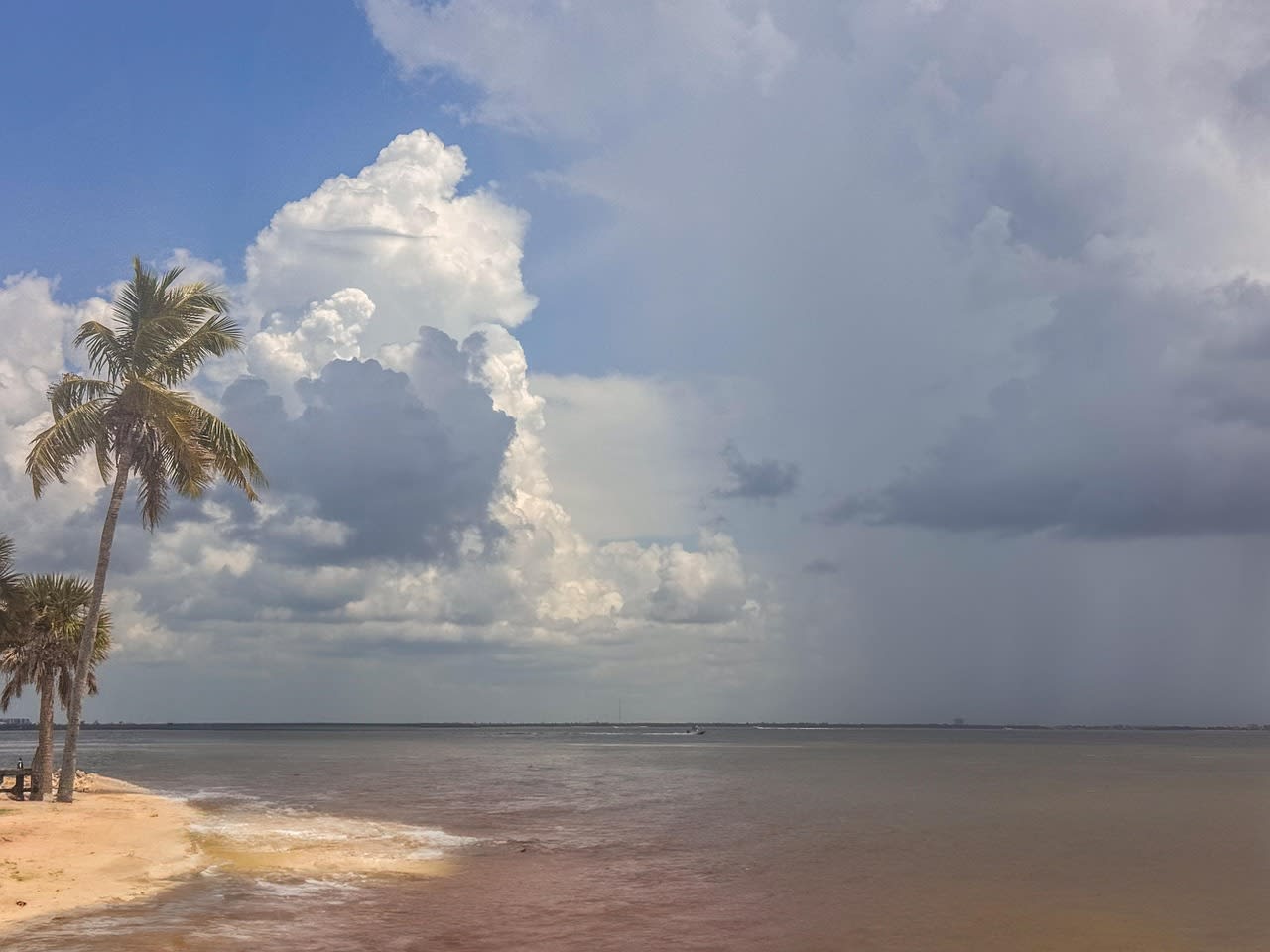 Averse tropicale tombant en rideau sur la mer au loin, cocotier et plage claire au premier plan sous de gros nuages