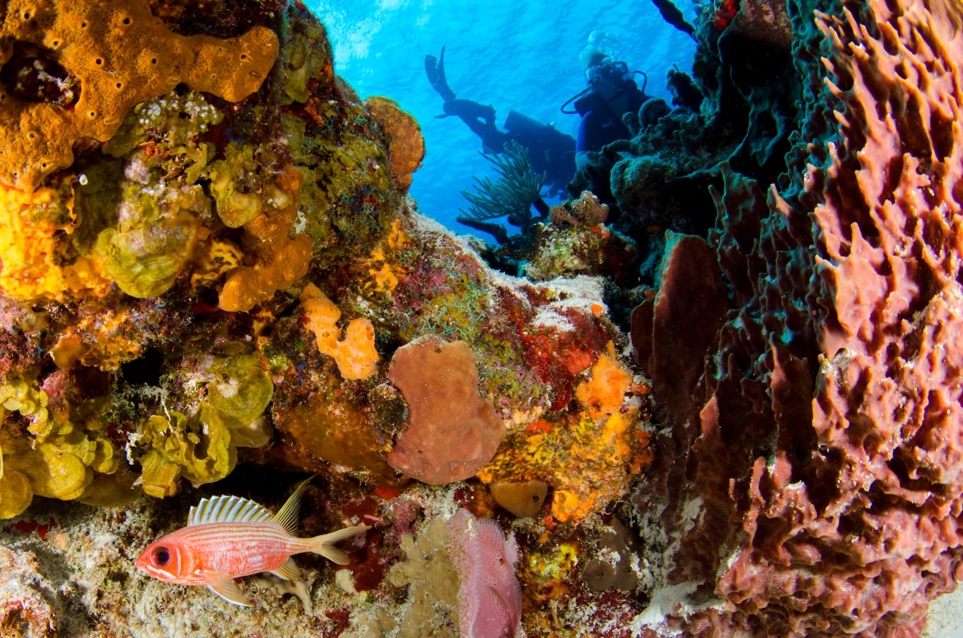 Plongeur en silhouette près d’une paroi de corail orange où nage un poisson-soldat rouge