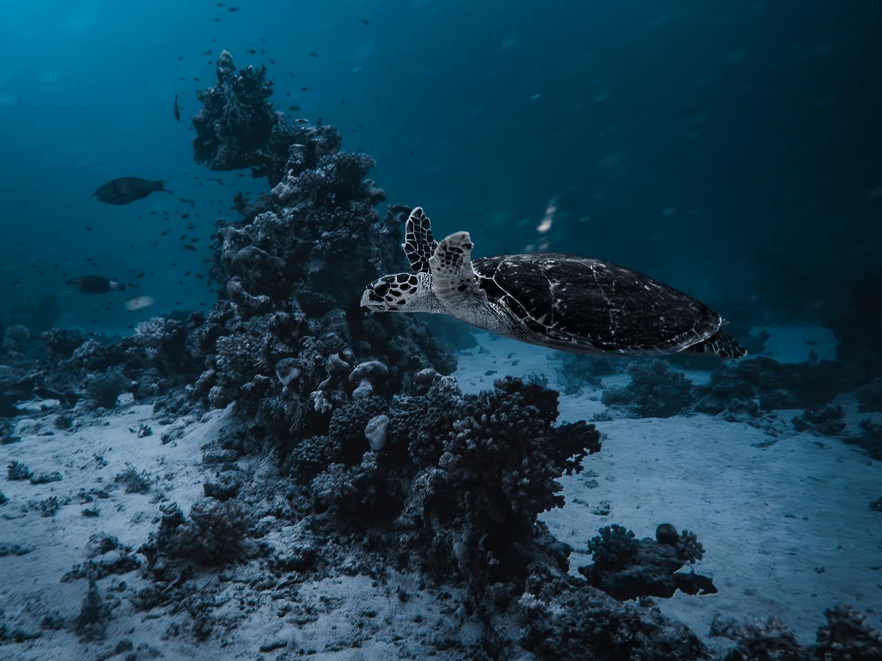 Tortue imbriquée glissant au-dessus d’un massif corallien dans une eau bleu profond