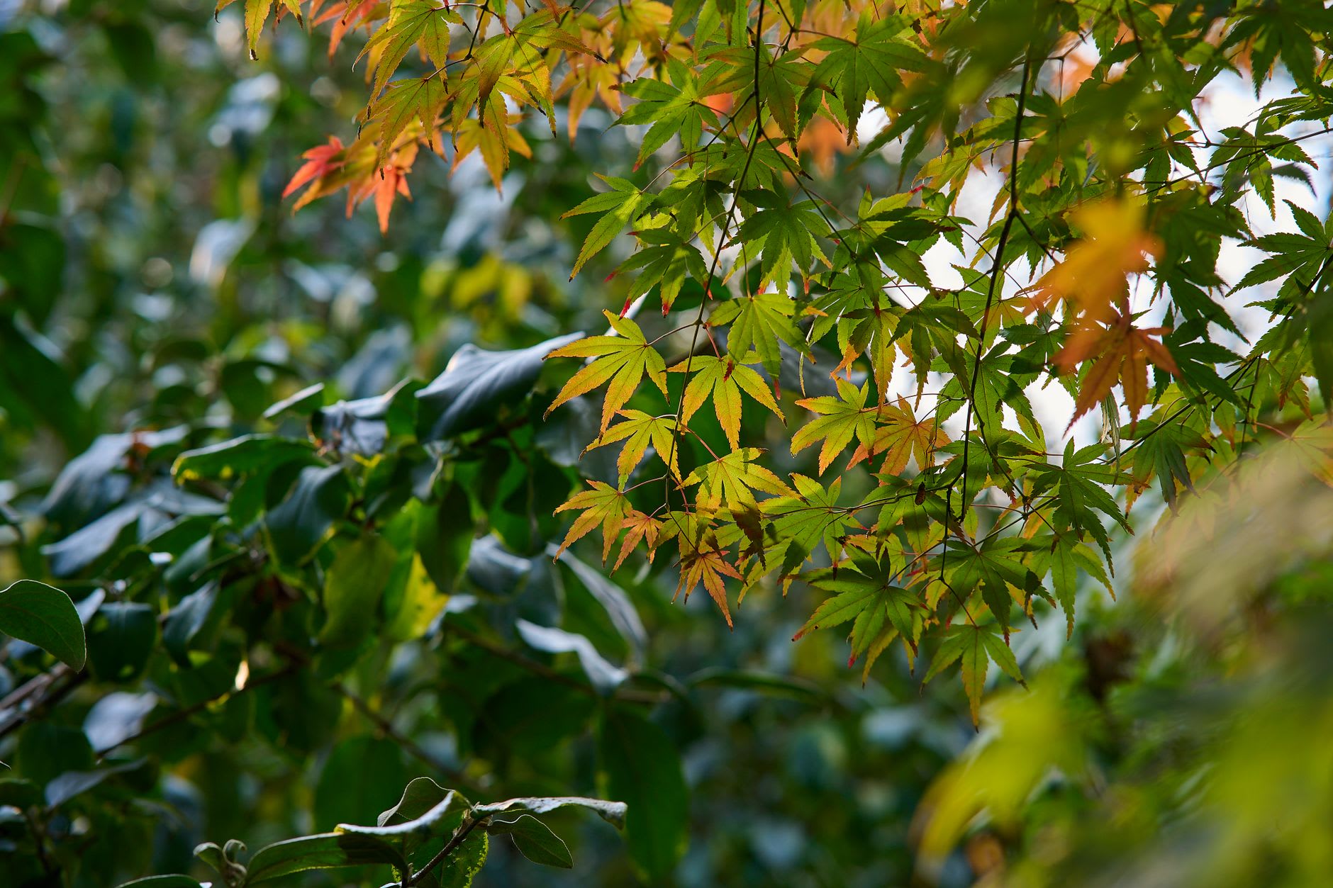 Branches d’érable aux feuilles majoritairement vertes dont les pointes commencent à peine à roussir d’orange