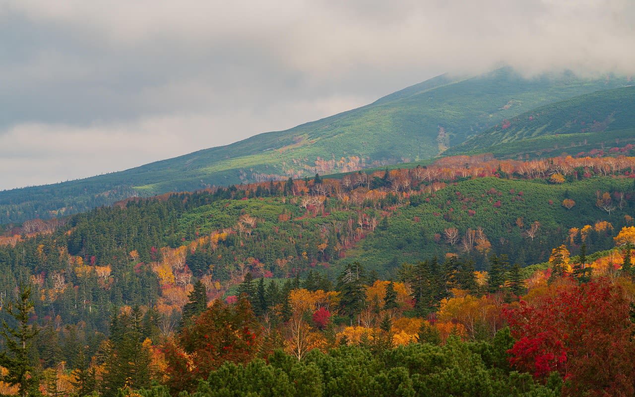 Versant de montagne du nord du Japon sous un ciel bas, forêt mêlée virant au rouge et à l’or, hauts sommets encore verts