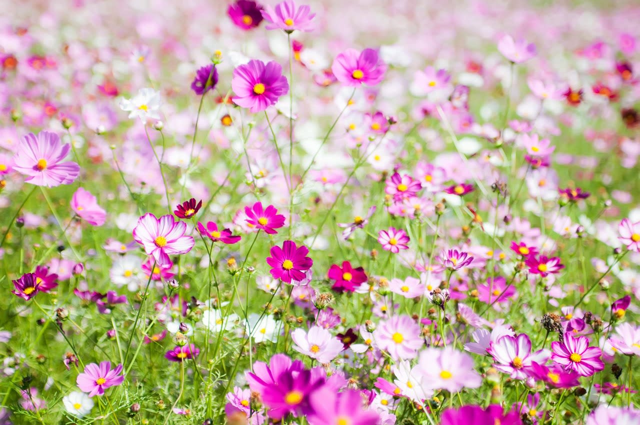 Champ de cosmos roses, blancs et magenta en pleine floraison au soleil, la fleur emblématique de l’automne japonais