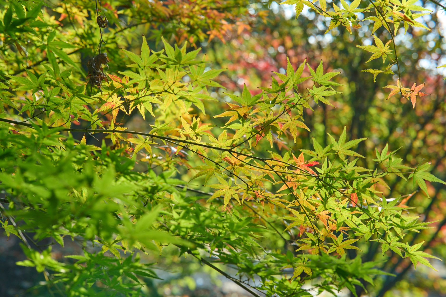 Feuillage d’érable japonais encore vert et lumineux à contre-jour, quelques feuilles virant tout juste au jaune d’or