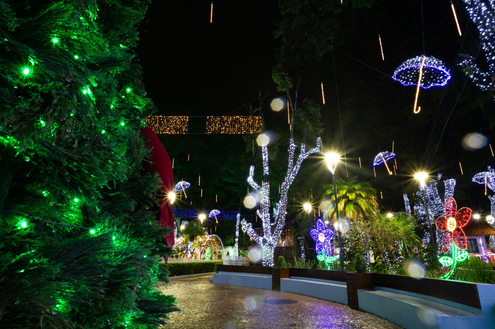 Allée d’un parc de Funchal illuminée pour Noël, sapin et guirlandes lumineuses au milieu des palmiers, pavés mouillés qui reflètent les lumières