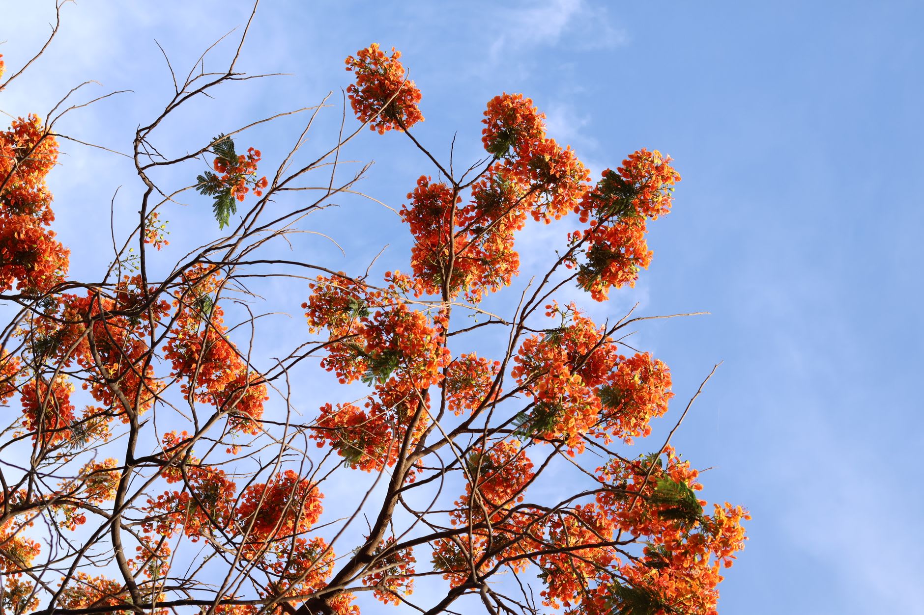 Cime d'un flamboyant couverte de grappes de fleurs rouge orangé se détachant sur un ciel bleu clair