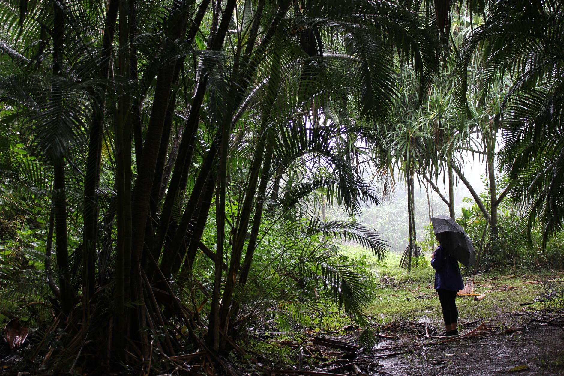 Sous-bois de palmiers détrempé par une averse, une silhouette sous un parapluie au fond du sentier