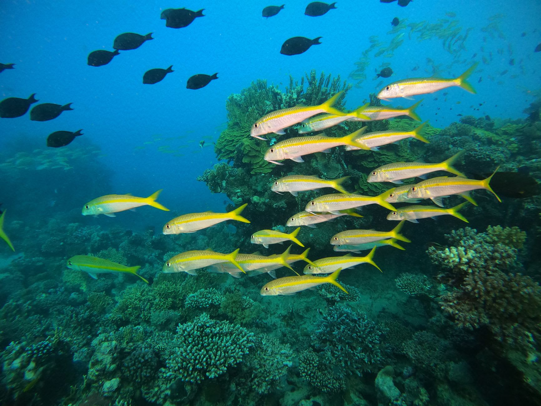 Banc de poissons-chèvres jaunes au-dessus d’un récif corallien dans une eau bleue et claire