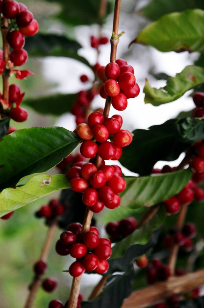 Coffee cherries