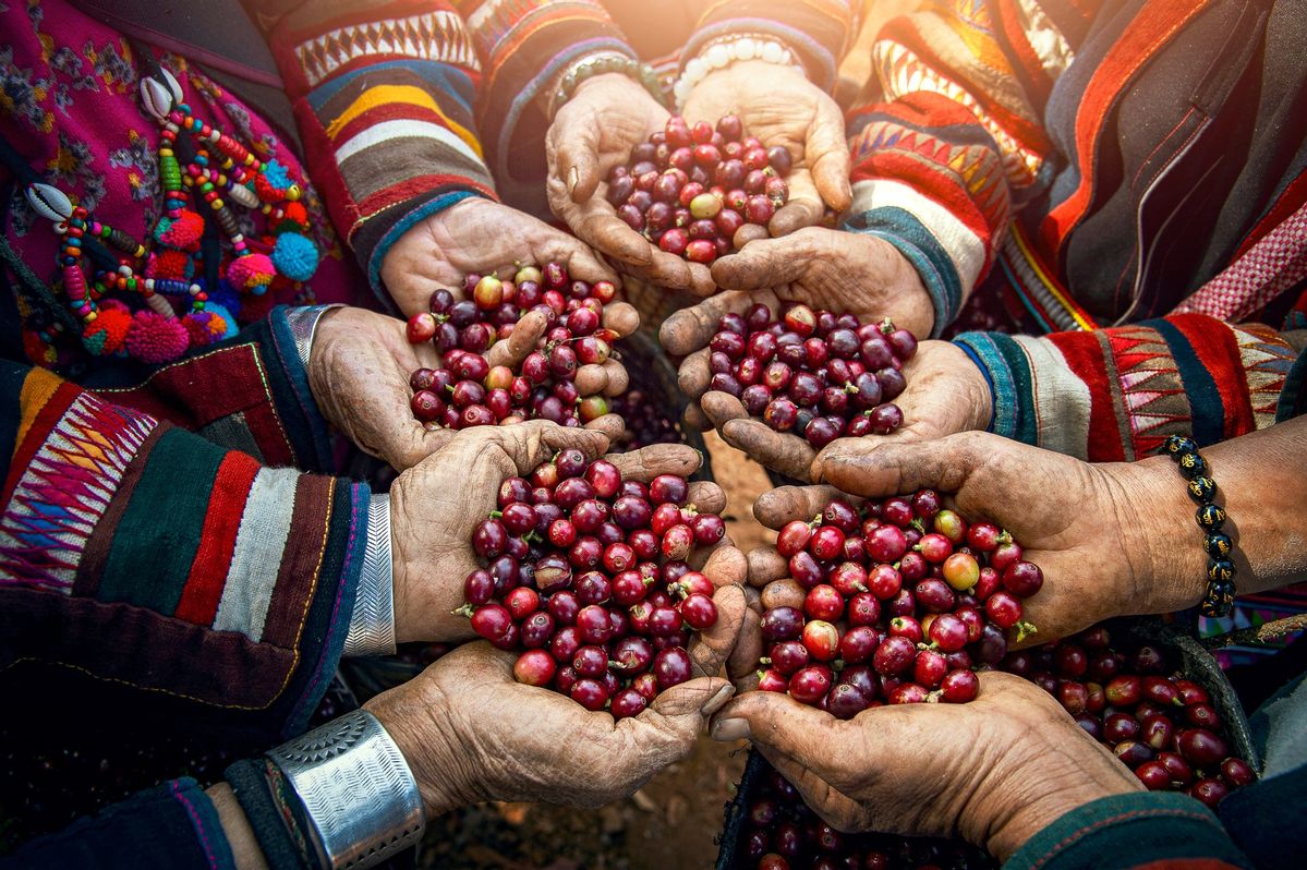 Coffee cherries shared by tribal community
